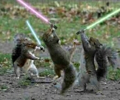 The Jedi squirrels are at it again!