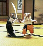 Ninja kittens!