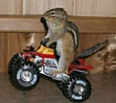 A chipmunk doing a wheelie!